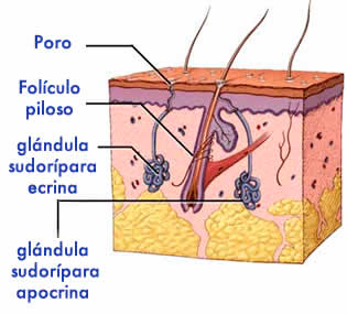 Glándulas sudoriparas
